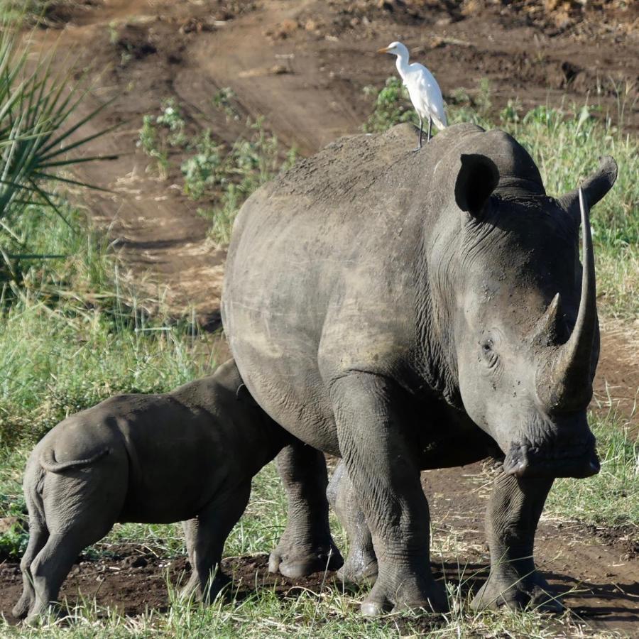 فندق Ikweta Safari Camp Maua المظهر الخارجي الصورة