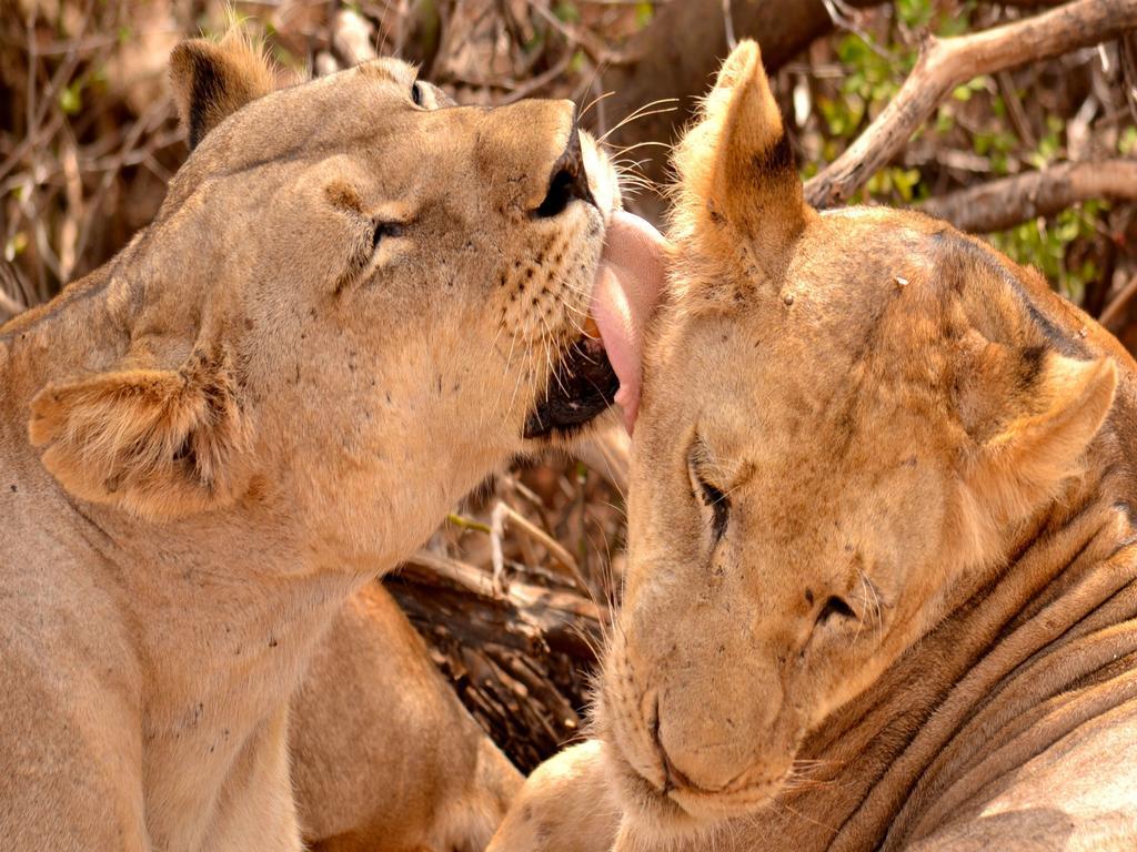 فندق Ikweta Safari Camp Maua المظهر الخارجي الصورة