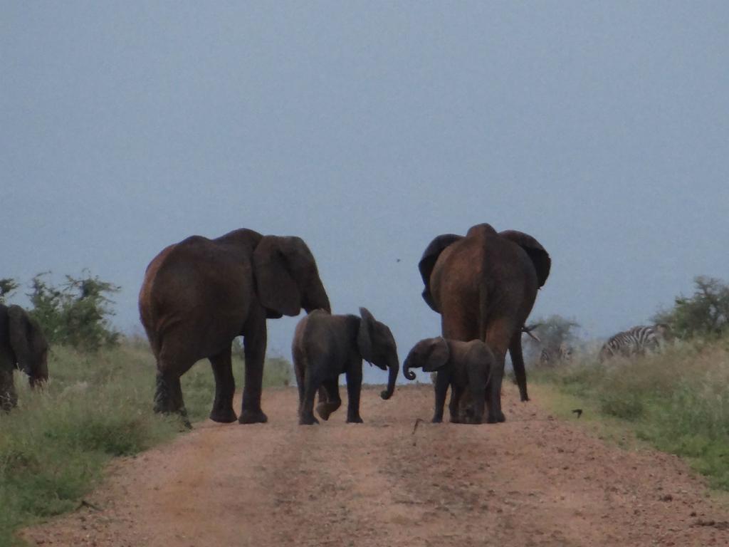فندق Ikweta Safari Camp Maua المظهر الخارجي الصورة